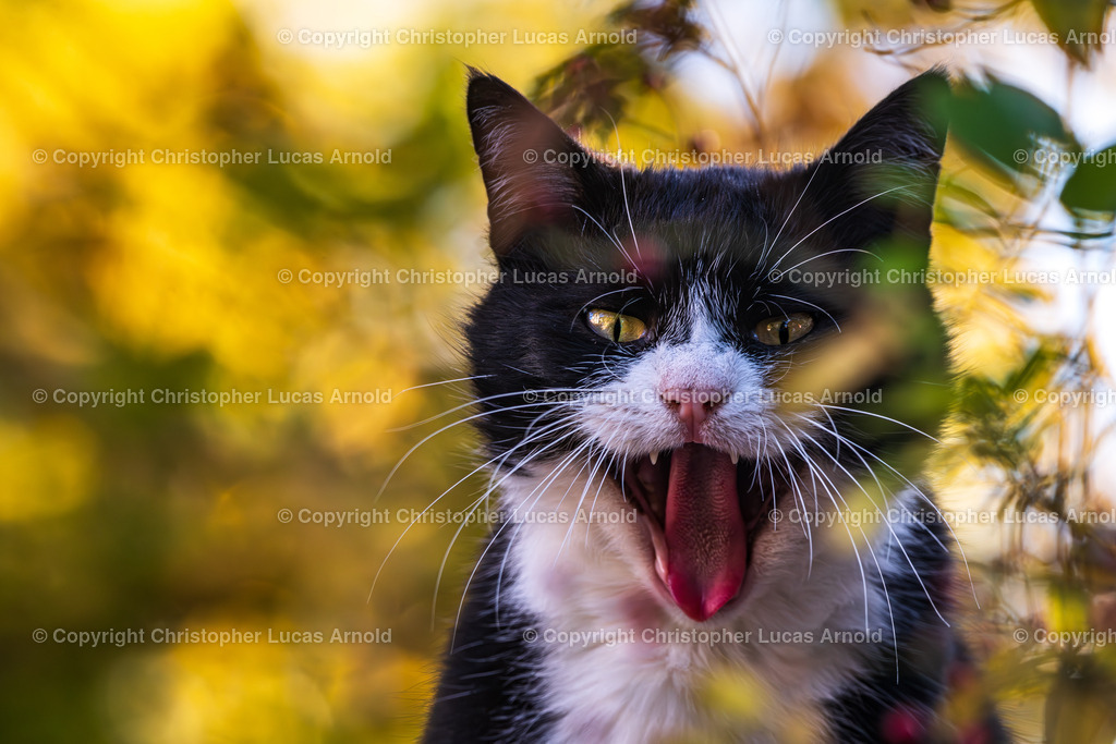 0010 | bildkomponist - Realisiert mit Pictrs.com