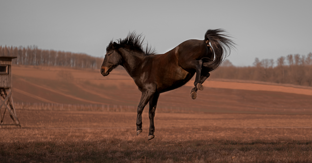 Charly_bockt | Emotionale Pferde- & People-Fotografie rund um Heidelberg, Leimen & Umgebung. Natürliche Fotos von Pferd, Mensch & Familie. Jetzt Termin sichern!