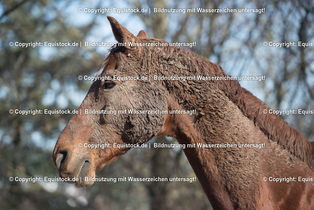 TS_20180305_Dreckiges_Pferd_0003 | Foto: Thomas Hartig