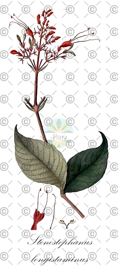 HistAbb_wfo-0000901619_1_ENZY_Simple | Historische Abbildung von Stenostephanus longistaminus - Acanthaceae | Historical Illustration of Stenostephanus longistaminus - Acanthaceae