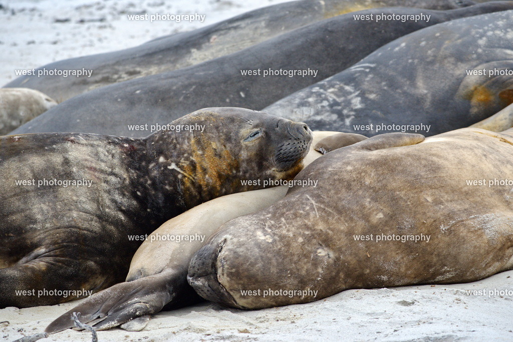 Sea Lion 1 SLI - FLK 2014 | west photography - Realisiert mit Pictrs.com