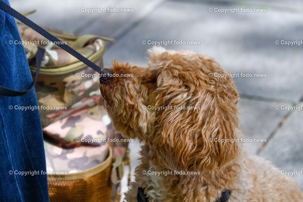 Hund_ Hunde_ 02.06.2025-1 | 02.06.2025, LINZ, AUT, Themenbild, im Bild Hund, Hunde, Mischling, Hunderasse, Listenhund, Transport, Leine, Leinenpflicht, Symbolbild, Feature