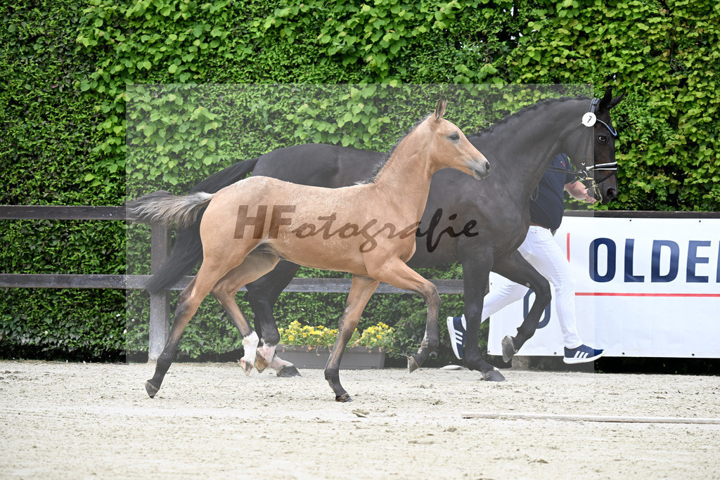 Kat-Nr. 7 Qandide x Rock Forever I_Pollich_25240293 | hf-fotografie - Realisiert mit Pictrs.com