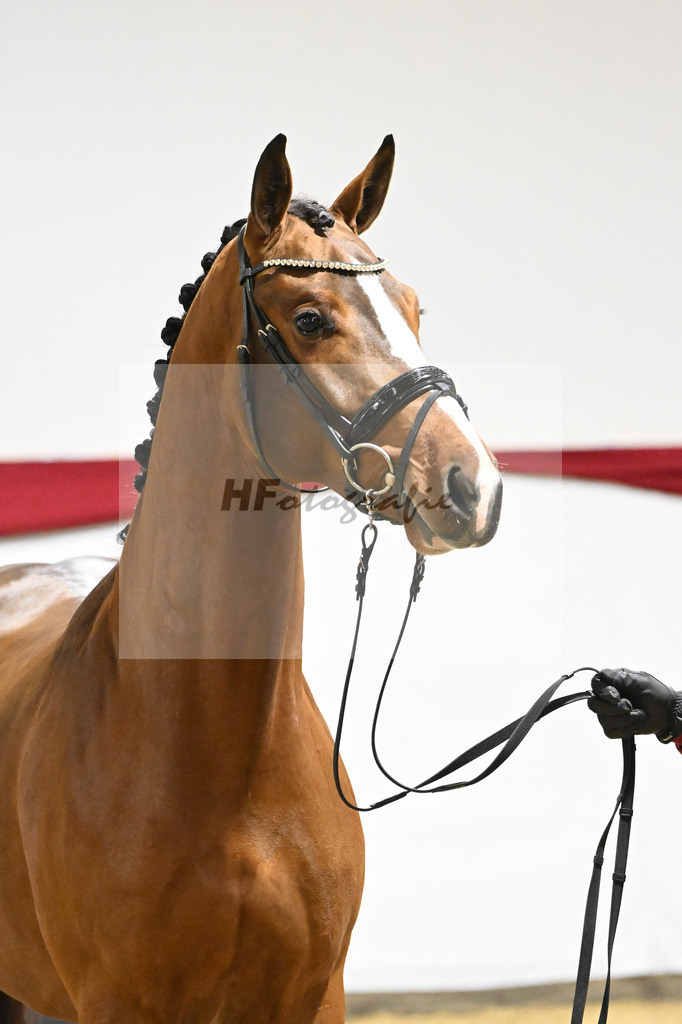Kat-Nr. 62 v. DSP Topas_Schepper_63221853 | hf-fotografie - Realizzato con Pictrs.com