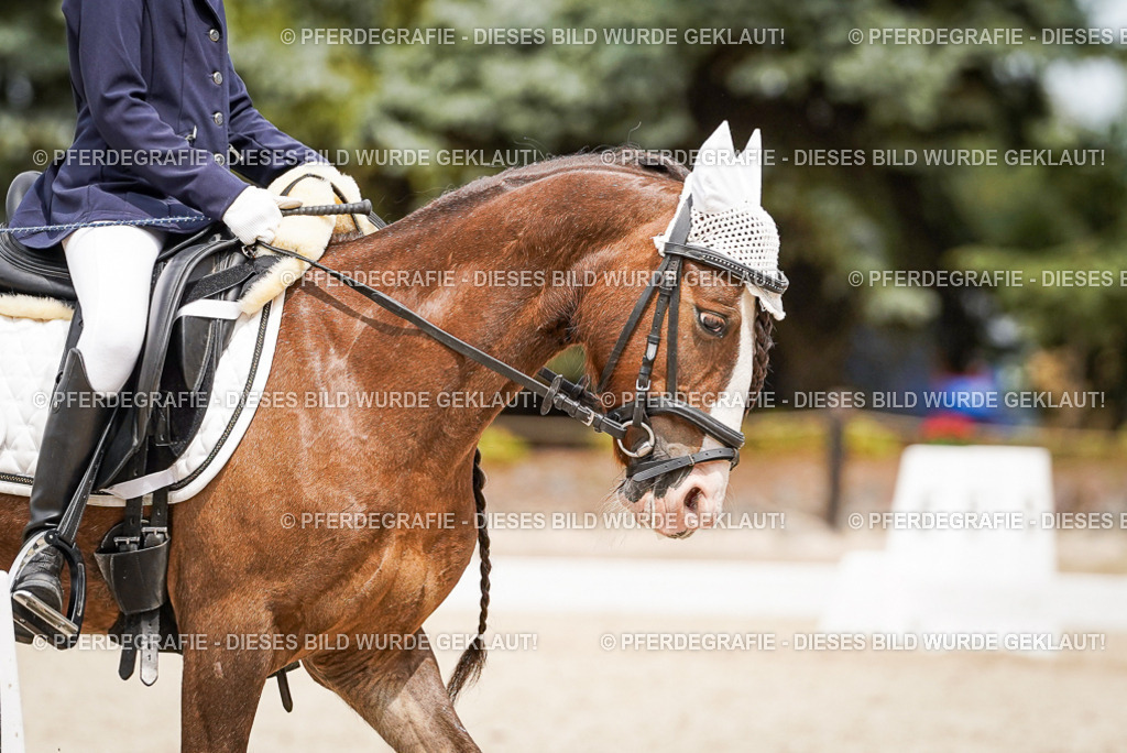 DSC04479 | Pferdegrafie