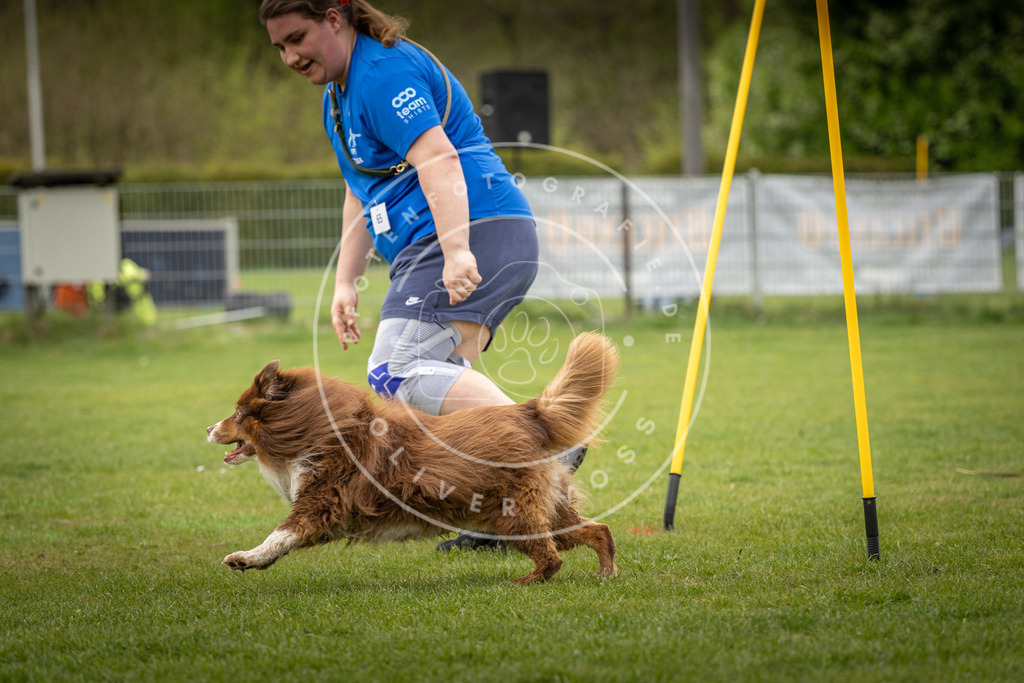 Pfotenfotografie_DV3A1969 | Hundefotografie, Tierfotograf, Pfotenfotografie, Fotoshooting Hund, Hunde Portrait, Hundesport, Hundeportraits, Heideshooting, Hunde, Sportfotograf, Hundefotograf, Turnierhundsport, THS,  - Realisiert mit Pictrs.com