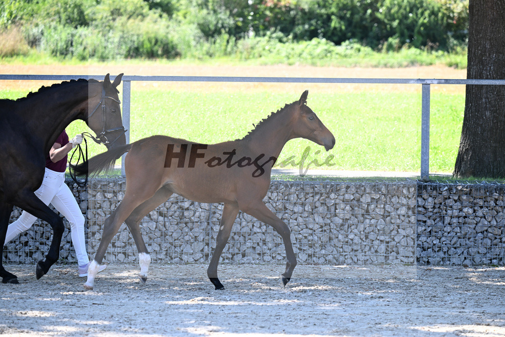 Kat-Nr. 1 Benicio x Rosengold_HF_Setzen_26250252 | hf-fotografie - Realisiert mit Pictrs.com
