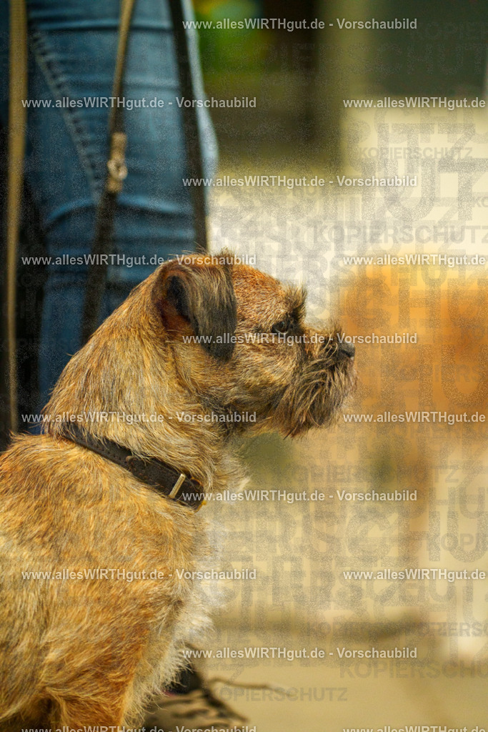 @allesWIRTHgut_Tierfotografie - www.allesWIRTHgut.de - 115936-7R508699 | Professionelle Tierfotografie in Mönchengladbach von Daniel Wirth (allesWIRTHgut). Liebevolle & natürliche Bilder von Hunden & Katzen für unvergessliche Erinnerungen.