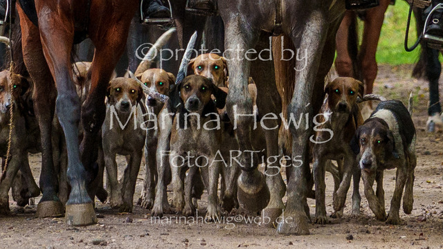 Jagd Perdoel 26 Sony-03888_MarinaHewig-2 | Fotografie, FotoArt, PferdesportArt, Pferdesportfotografie, Landschaftsfotografie, Reisefotografie, Reise, Pferde - Realisiert mit Pictrs.com