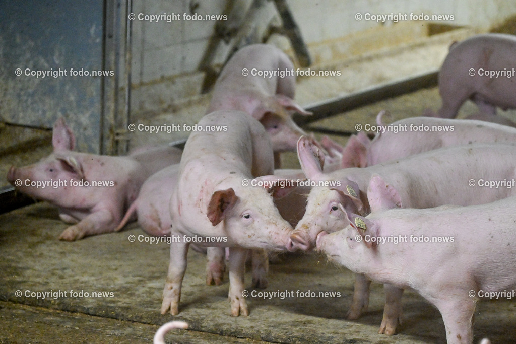 Landwirtschaft_ Schweinebauer_ 07.02.2024-27 | 07.02.2024, Obernberg am Inn, AUT, Landwirtschaft, Schweinebauer, im Bild Schweine, Schweinestall, Aufzucht, Stall, Boden, Spaltboden, Hausschwein, Mastschwein, Schweinemastbetrieb, Mast, maesten, Stallhaltung, Tiere, Saeugetiere, Nutztiere, Schweineproduktion, Fleisch, Produktion