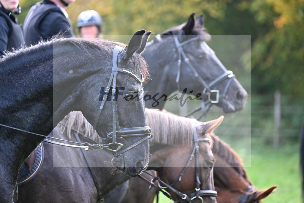 40250899 | hf-fotografie - Realizzato con Pictrs.com