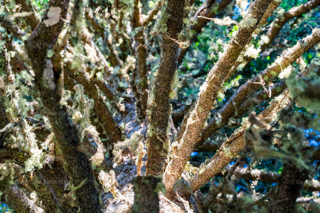 Divers_Erlebnisraum_Wald_23_Peter_Maier-274 | piet_flosse