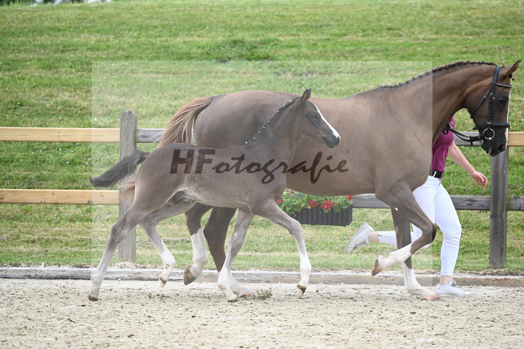 Kat-Nr. 21 HF Vigaro_Schroetzlmair_17230641 | hf-fotografie - Realizzato con Pictrs.com