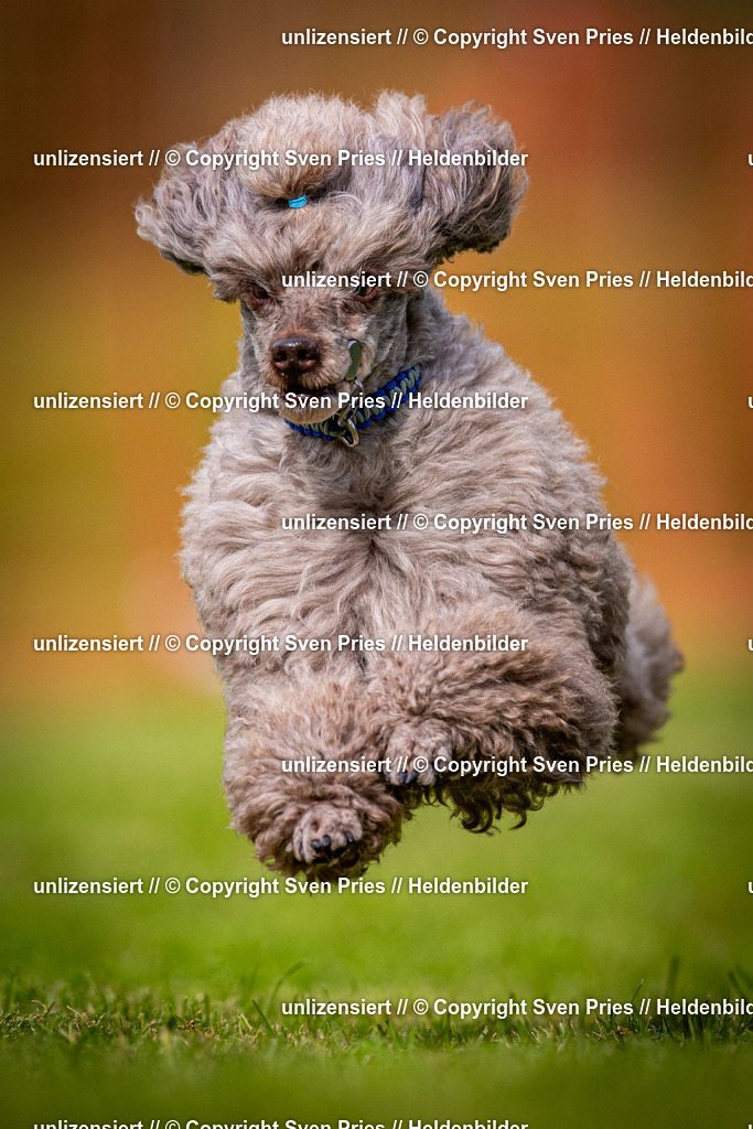 Sven Pries | 2024-09-22 - Hunderennen Baden-BadenPudelverein - Realisiert mit Pictrs.com