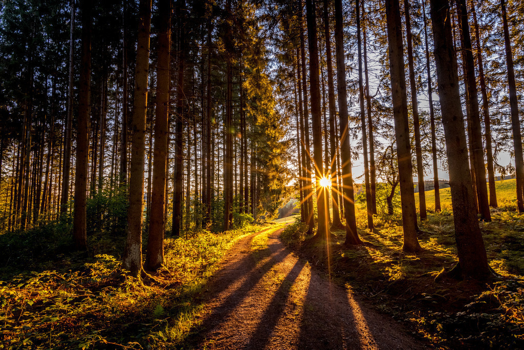 mtb_muehlenbach-85-2 | <div id="allefotografen-seal-verified-green"></div><script src="https://www.allefotografen.de/956728/seal-verified-green/seal.js" async="async"></script> - Realisiert mit Pictrs.com