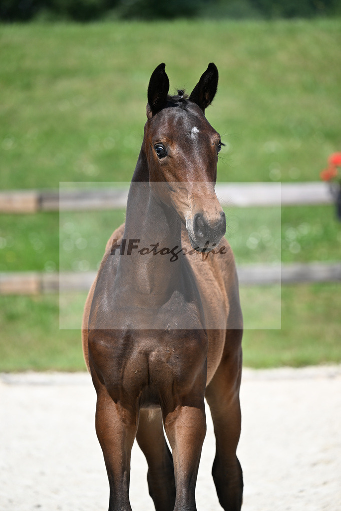 Kat-Nr. 7 St. Emilion x Va Bene_SF_Vierl_15250215 | hf-fotografie - Realizzato con Pictrs.com