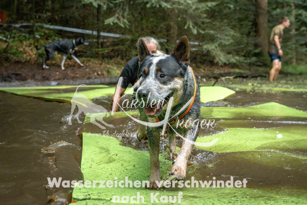1531_ZZ91137-Bearbeitet | kk-dogfotos