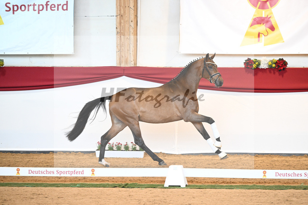 Kat-Nr. 32 Galaxy x Sungold_Lehner_43230435 | hf-fotografie - Realisiert mit Pictrs.com