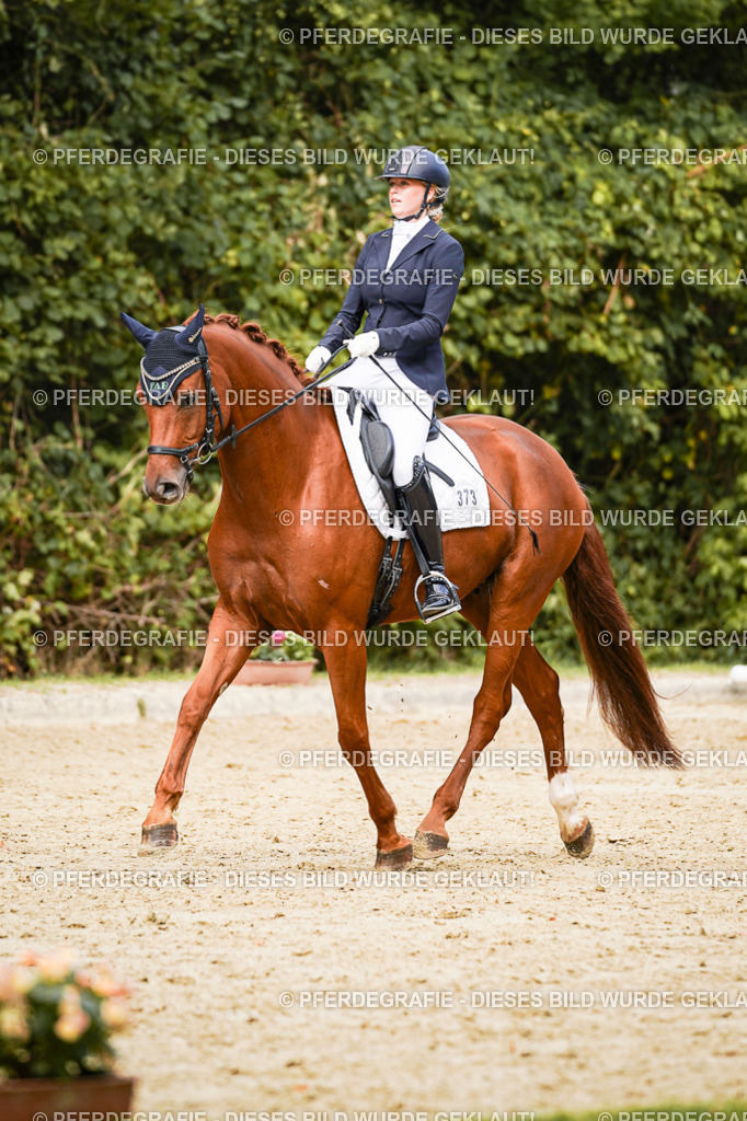 DSC02856 | Pferdegrafie