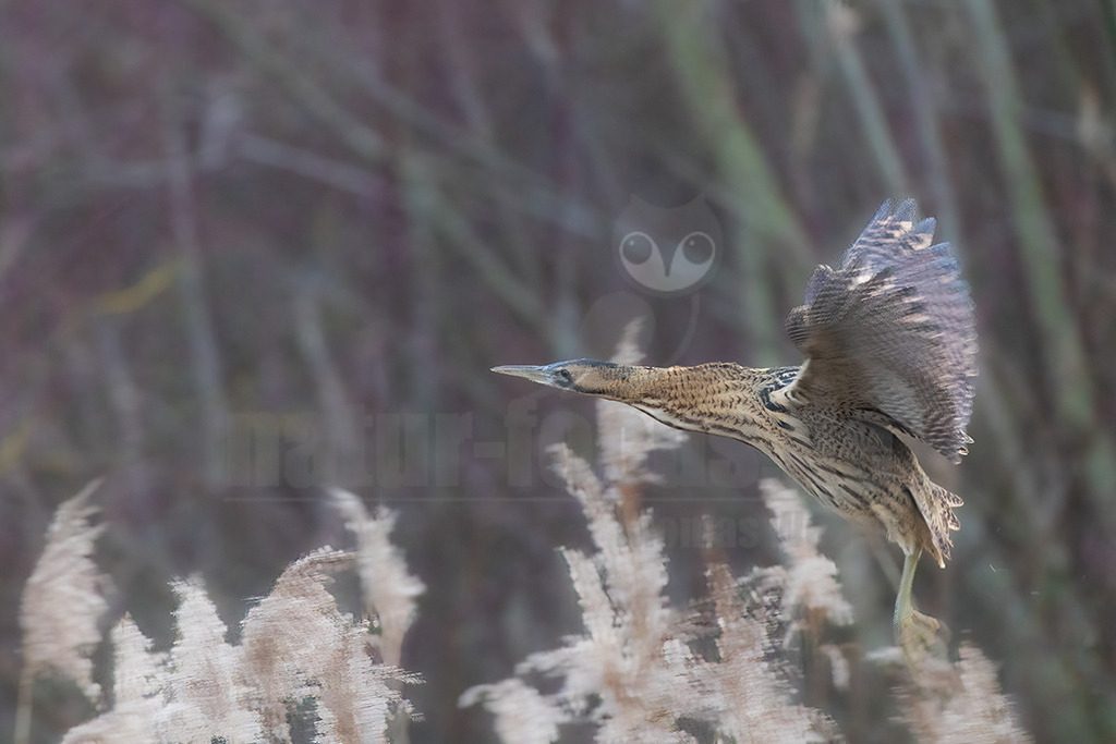R6NF1097_20240110 | Die Rohrdommel ist ein Vogel aus der Familie der Reiher. Im Frühjahr geben die Männchen dumpfe Balzrufe von sich, die kilometerweit zu hören sind und der Rohrdommel früher die volkstümlichen Bezeichnungen Moorochse, Wasserochse, Riedochse und Mooskuh eingetragen haben. - Realisiert mit Pictrs.com