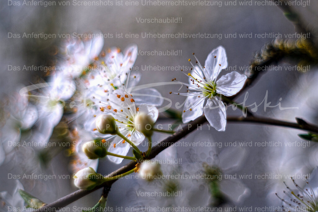 Wandbild Schlehe I Schlehdorn I Schwarzdorn | People- und Tierfotografie, Imageaufnahmen, Veranstaltungsfotografie und Wandbilder aus der Natur ★ Made in Germany ✔️ Druck + Downloads ✔️ Naturfotografie in Top Qualität ★ schneller Versand, weltweite Lieferung! - Realisiert mit Pictrs.com