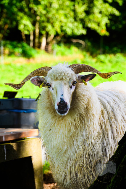 Portraits von einem Schaf | Shop für Prints Landschaftsfotografie Sächsische Schweiz Naturfotografie in Thüringen Fotos vom Findlingspark Nochten Kloster Sankt Marienstern Bilder Festung Königstein PanoramaRhododendronpark Kromlau FotogalerSchleswig-Holstein Küstenlandschaften
