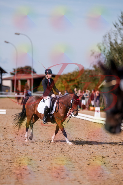 2026_10_03_Siefer-Hof_115751_Z81_99102052 | Professionelle Reitsport-, Turnier- und Eventfotografie von Robert Broda. Galerien mit ausgewählten und bearbeiteten Bildern direkt online ansehen und bestellen.
