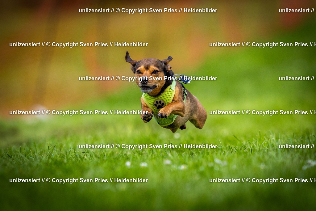 Sven Pries | 2025-04-13 - Hunderennen Baden-Baden - Realisiert mit Pictrs.com