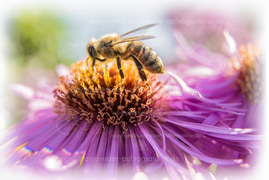 Biene lila D | Makroaufnahme einer Wildbiene auf einer lila farbigen Aster Blüte (Astereae). Bokeh und chromatische Aberration in Regenbogen Farben. Stimmungsvolle Herbstdekoration. 