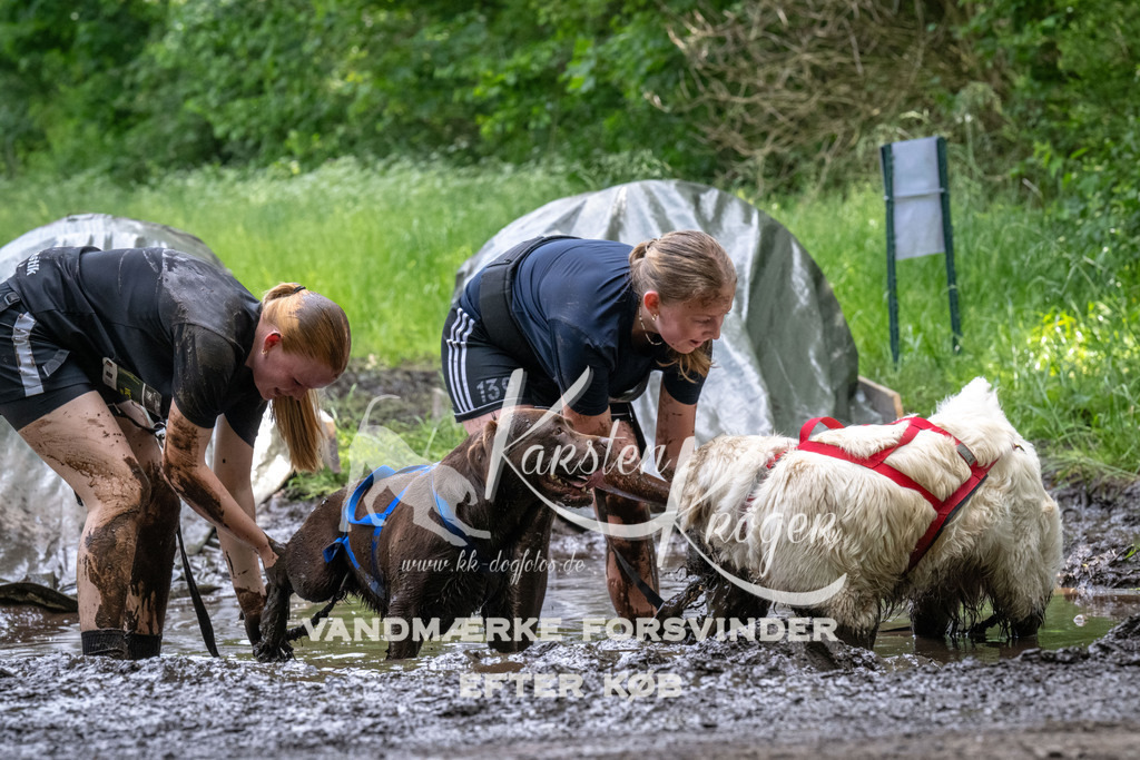 1251_ZZ93920 | kk-dogfotos