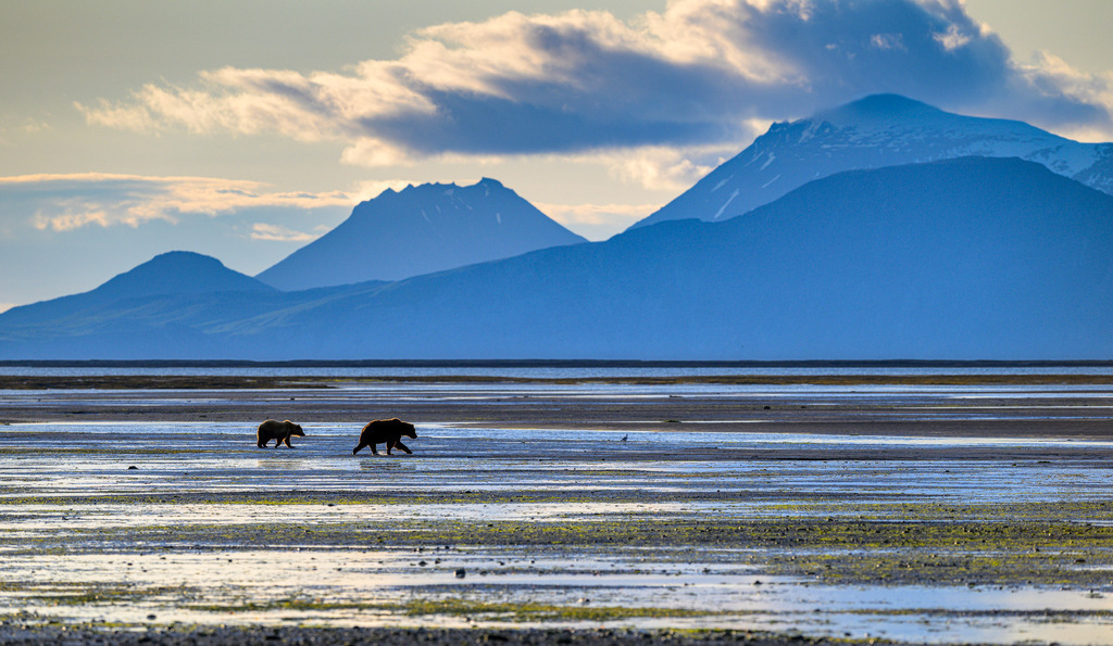 2025-500 | Im späten Abendlicht durchstreifen zwei Braunbären eine Wattfläche an der Küste des Katmai National Park. - Realisiert mit Pictrs.com