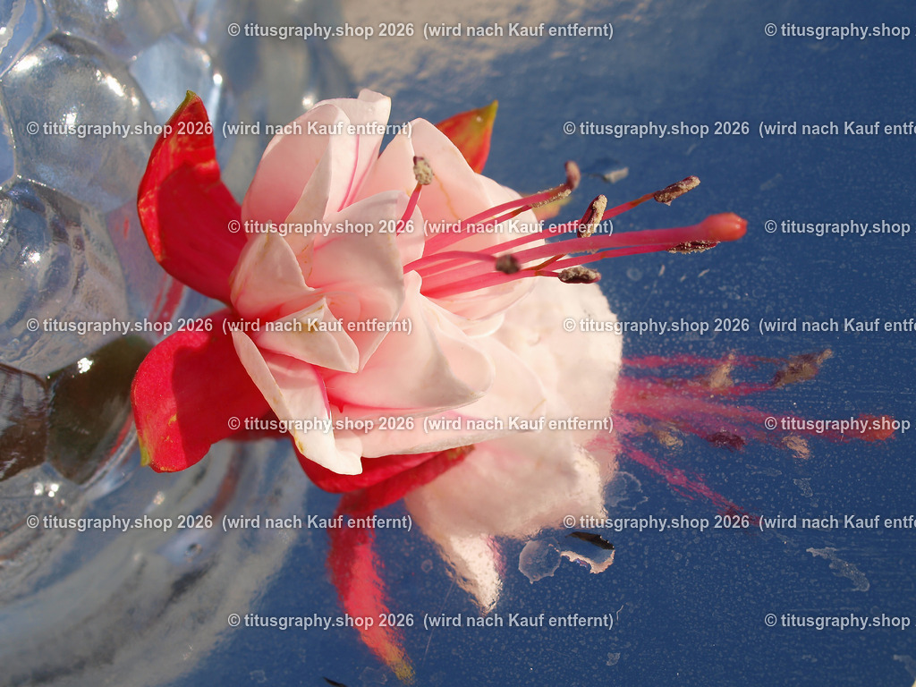 titusgraphy_P9238633-vz-ln | titusgraphy-shop: Geschenkideen mit Qualitätsfotos. titusgraphy-shop: gift ideas with quality photos. titusgraphy-shop: idées cadeaux avec photos de qualité.  - Realisiert mit Pictrs.com