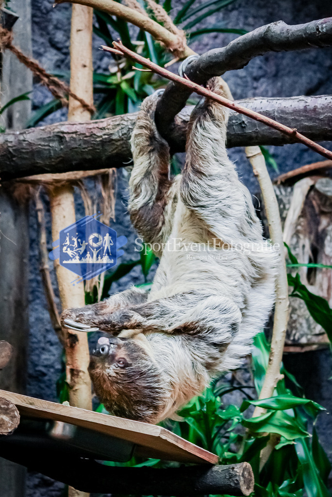 IMG_20100605_685 | SportEventFotografie - Roman Stoiber