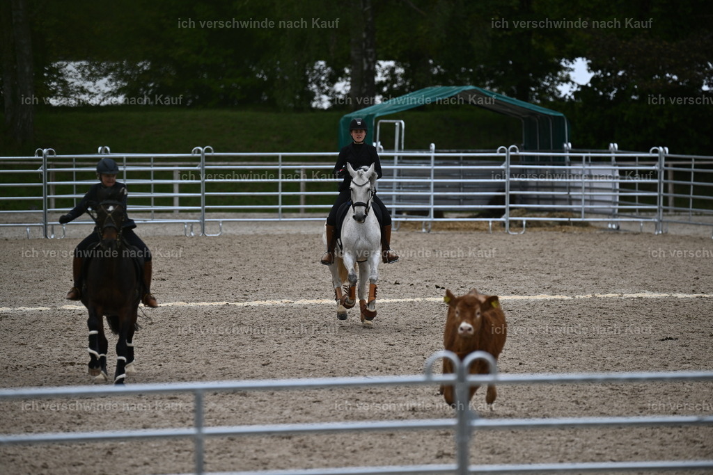 PI26_COW_Sara Landvogt226_7555.JPG | working equitationturnier fotograf videograf stoibphotography marixx film working equitation deutschland reitsport turnierfotografie eventfotografie equestrian events