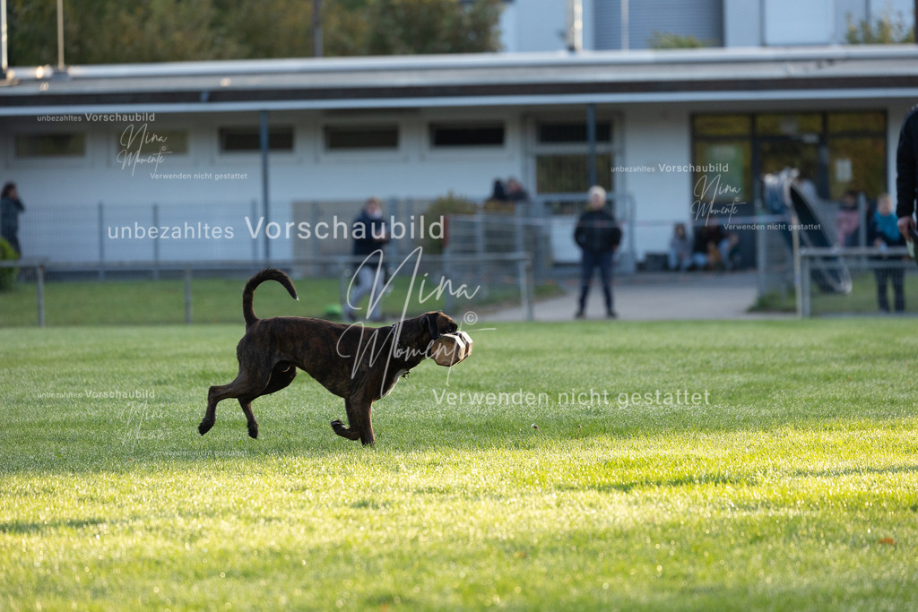 _16A5941 | Einzigartige Fotos von Hunden & Menschen –Actionfotos, Portraits, Vereinsaufnahmen & Paarshootings – authentisch, lebendig & mit Herz.