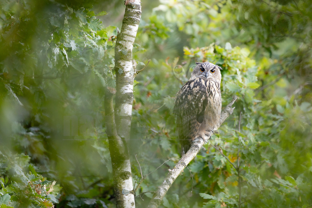 _46A6194_20250817 | Der Uhu (Bubo bubo) ist die größte Eulenart Europas, ein nachtaktiver Jäger mit charakteristischen Federohren und leuchtend orangeroten Augen. Er ist ein Standvogel, der in vielfältigen Landschaften, oft in Felsennähe, brütet und sich von Säugetieren, Vögeln und anderen Kleintieren ernährt. Der Uhu, dessen Name von seinem dumpfen Ruf stammt, ist nach einer Ausrottung im 20. Jahrhundert wieder erfolgreich in Deutschland etabliert worden.  - Realisiert mit Pictrs.com