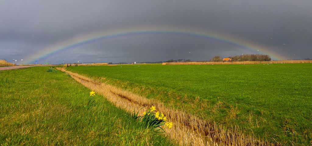 Farbenfroher Regenbogen über Texel | Ein leuchtender Regenbogen spannt sich wie ein Versprechen über die weite, saftig grüne Landschaft der holländischen Nordseeinsel Texel. Im Vordergrund blühen Osterglocken an einem Graben und trotzen dem dunklen Wolkenhimmel. In der Ferne schmiegt sich ein kleiner Hof in die flache Inselkulisse, während Möwen durch die Luft ziehen. Die Aufnahme fängt den magischen Moment zwischen Regenschauer und Sonne auf Texel perfekt ein – ein Bild voller Weite, Frühlingshoffnung und natürlicher Kontraste. - Realisiert mit Pictrs.com