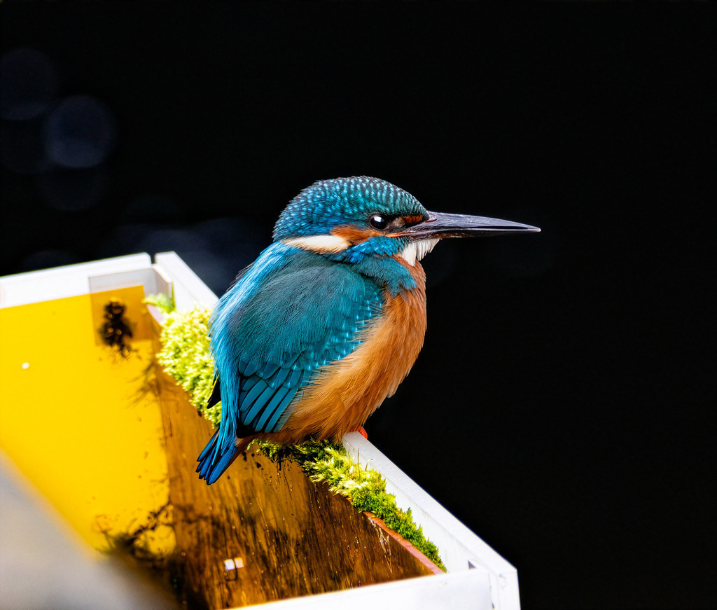 Eisvogel #2 | Tier- & Landschaftsfotografie und Porträtshootings. Entdecke einzigartige Fotokunst als Wandbild, Tasse oder Mauspad – mit Leidenschaft fotografiert - Realisiert mit Pictrs.com