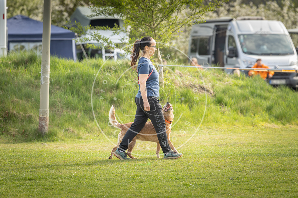 Pfotenfotografie_DV3A4979 | Hundefotografie, Tierfotograf, Pfotenfotografie, Fotoshooting Hund, Hunde Portrait, Hundesport, Hundeportraits, Heideshooting, Hunde, Sportfotograf, Hundefotograf, Turnierhundsport, THS,  - Realisiert mit Pictrs.com