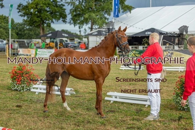 26-8-22 DR 4j-40 | mandyhollmannphotographie