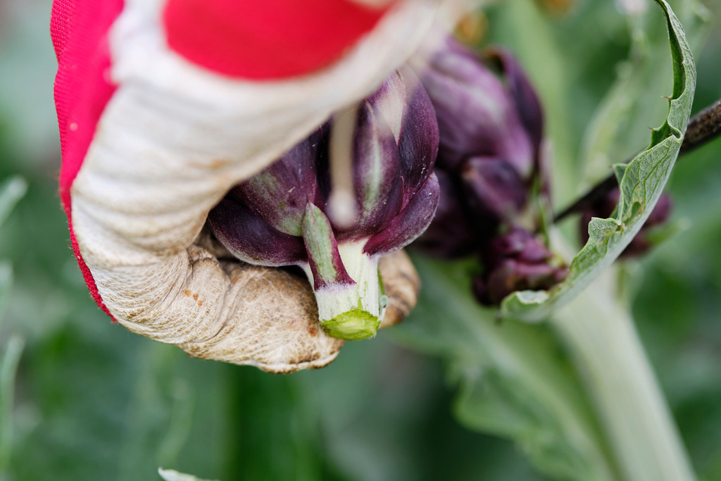 Theuringer Artischocken | Raasdorf, Austria - August 17, 2020; Theuringer Artischocken-Ernte im Marchfeld. - Realisiert mit Pictrs.com