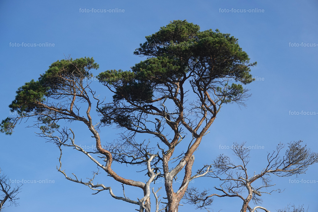 Wind-swept trees in late autumn | foto-focus-online