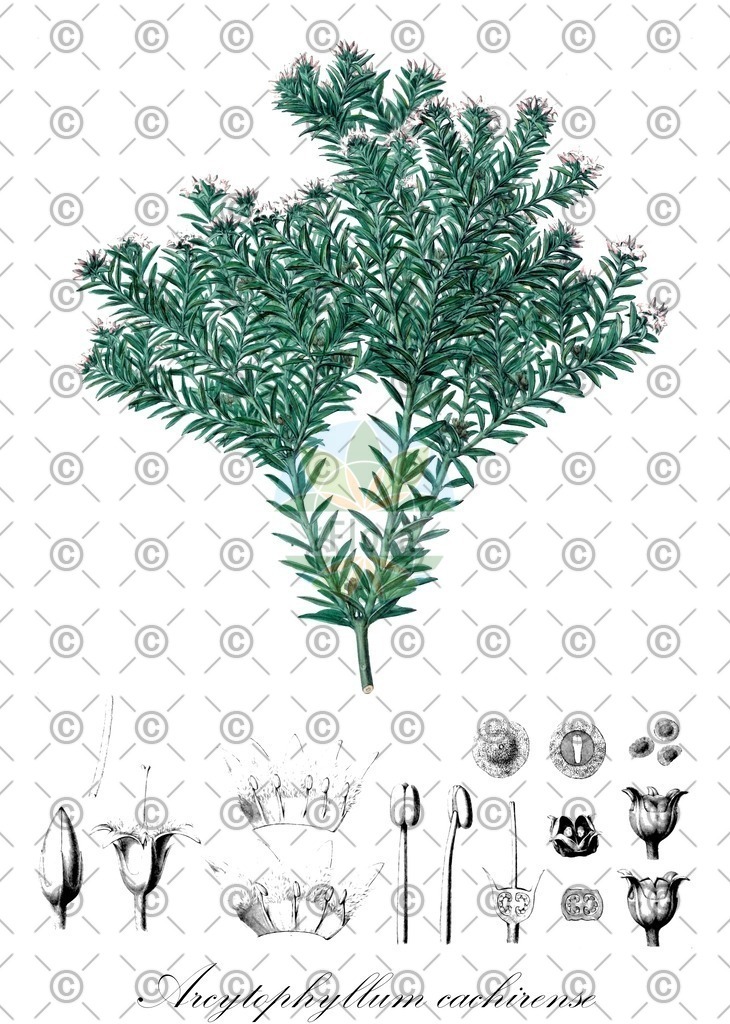 HistAbb_wfo-0000544431_1_ENZY_Simple | Historische Abbildung von Arcytophyllum cachirense - Rubiaceae | Historical Illustration of Arcytophyllum cachirense - Rubiaceae