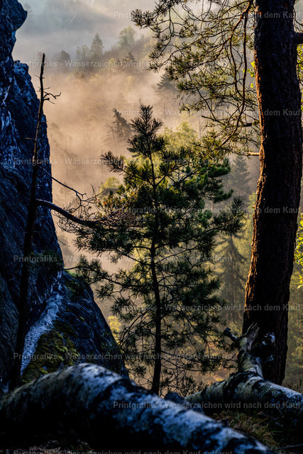 Nebelwald im Morgenlicht | Mystische Waldszene mit Felsen, Kiefern und feinem Morgennebel. Das seitliche Licht fällt durch die Bäume und verleiht der Landschaft eine ruhige, geheimnisvolle Tiefe. - Realisiert mit Pictrs.com
