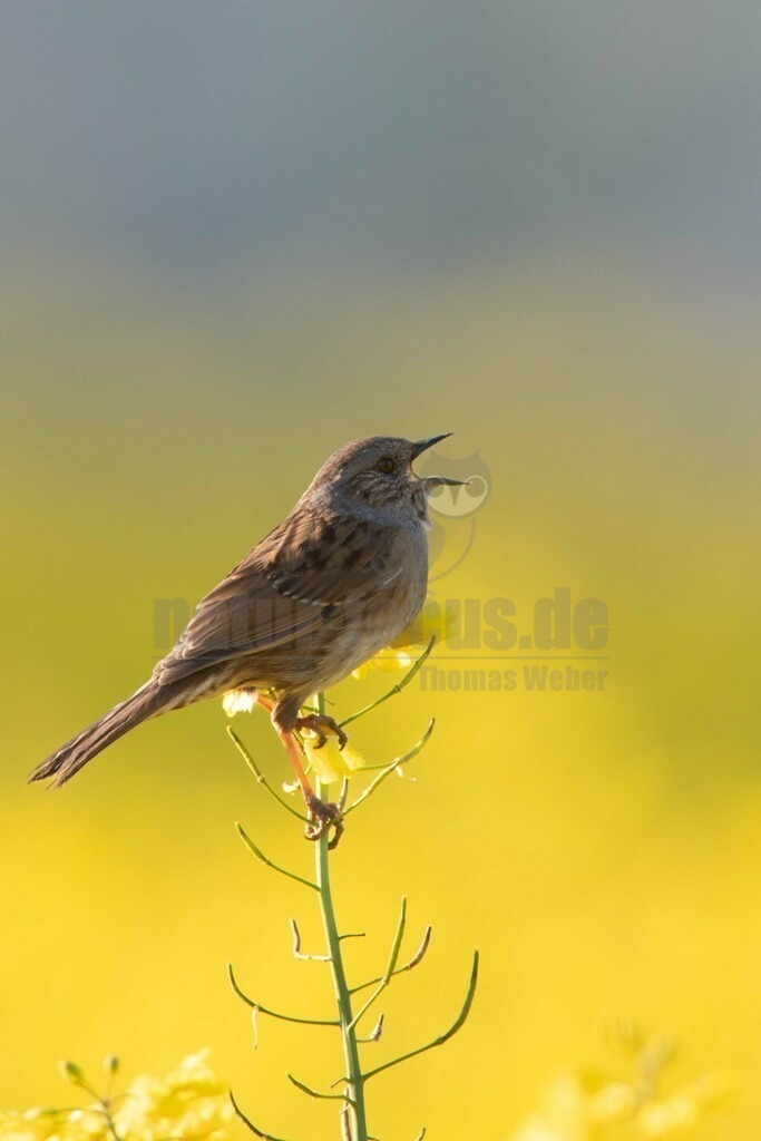 20170501075011-2 | Die Heckenbraunelle ist eine Vogelart aus der Gattung Braunellen, der einzigen Gattung in der gleichnamigen Familie Braunellen. Die Heckenbraunelle ist in Mitteleuropa ein weit verbreiteter und häufiger Brut- und Sommervogel, der wegen des unauffälligen Gefieders aber meist nur durch seine Lautäußerungen auffällt.  - Realisiert mit Pictrs.com