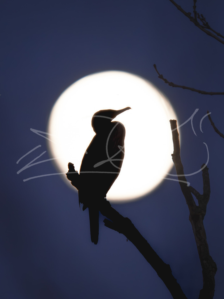 Kormoran und Mond | Naturschönheiten aus Deutschland. Pflanzen und Tiere, Insekten und Naturschauspiele. Alle schönen Details, die uns umgeben, fotografiert von Michi Moc.  - Realisiert mit Pictrs.com