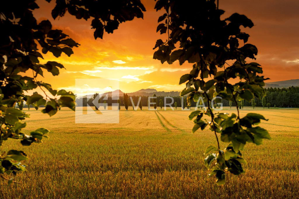 Wandbild-Baerensteine-Napoleonstrasse-0U3A6881 | Napoleonstraße am Lilienstein mit beiden Bärensteinen im Hintergrund im Sonnenuntergang - Realisiert mit Pictrs.com