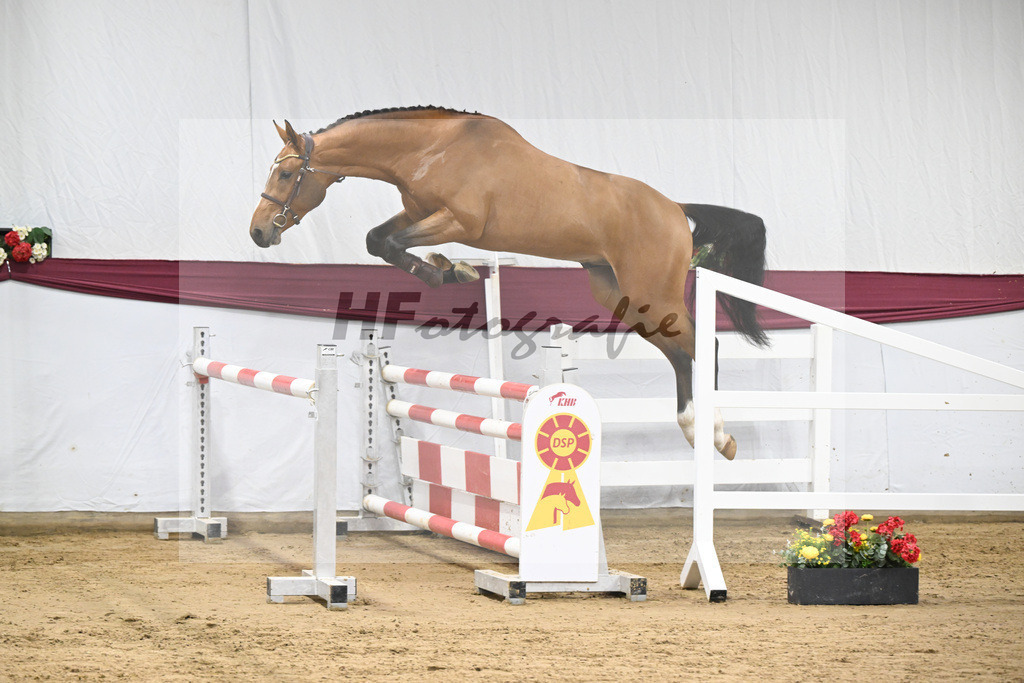 Kat-Nr. 98 Echo van_t Spieveld x Quidam de Revel_Anna-Sophie Kosch_47253185 | hf-fotografie - Realisiert mit Pictrs.com