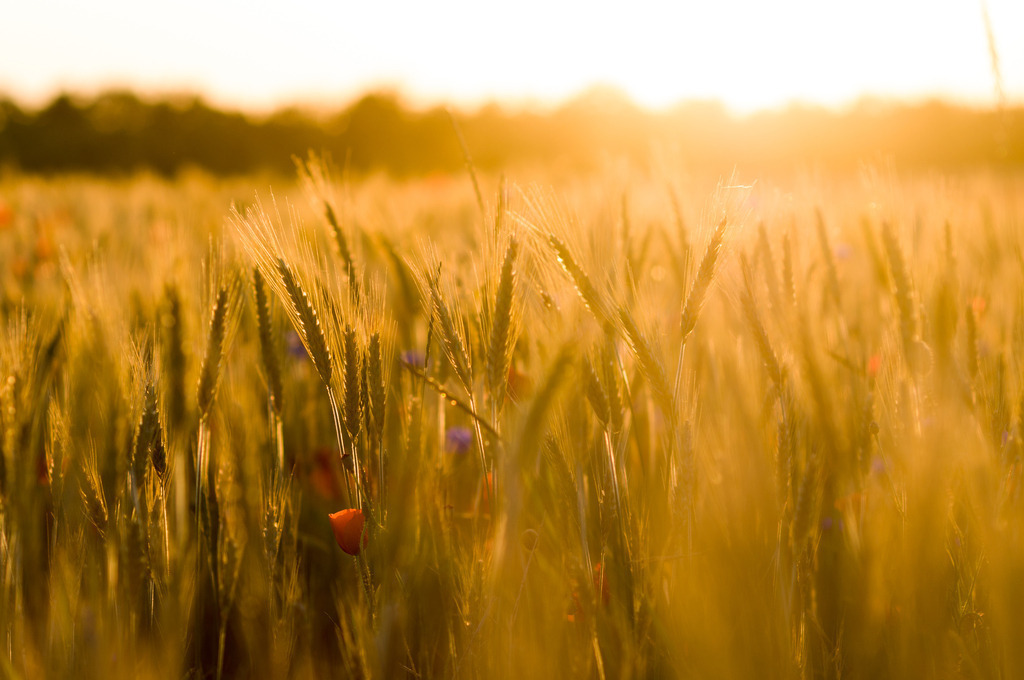 40x30cm_DSC_5329 | Holen Sie sich das Meer nach Hause. Exklusive maritime Fotokunst & preisgekrönte Motive von der Ostsee und den Dünen jetzt online entdecken.