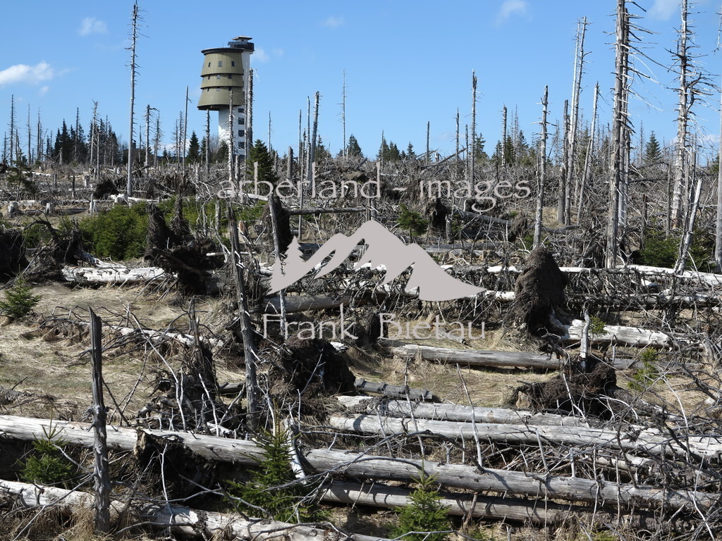 IMG_5245 | Sturm und Borkenkäfer haben fast den gesamten Wald auf dem Berg vernichtet